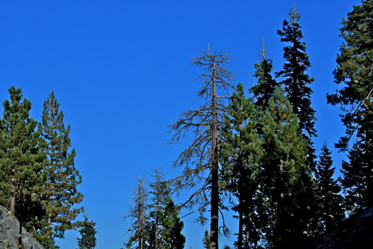 Two lightning struck trees and others suffering from crown dieback, Highway 4, Calaveras County, California 