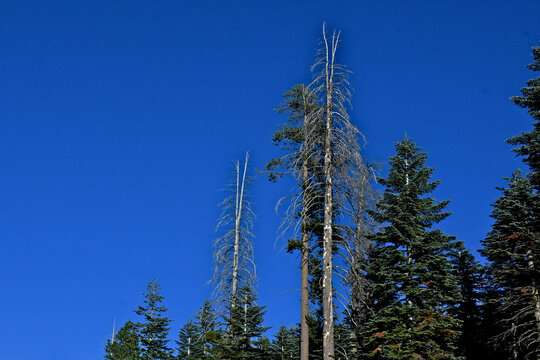 Stressed trees due to warmer winters and less precipitation, Central Sierra Nevada, California 