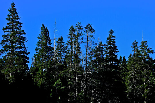 Five dying trees and others in distress from climate change, Central Sierra Nevada Mountains, California 