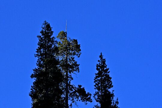 Crown dieback in center conifer while a different species on either side appears to be fine and may be more drought tolerant, central Sierra Nevada, California 