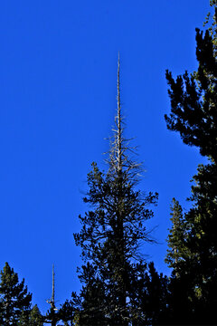 Crown Dieback of conifer because of hotter climate is now common sight in the Central Sierra Nevada Mountains, California 