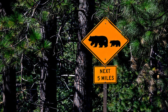 Bear &ldquo;Home Range&rdquo; up ahead, Calaveras County, California 