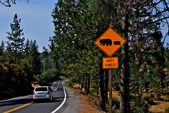 Warning to drivers that bears may cross the road for the next 5 miles, Calaveras County, California 