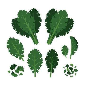 Fresh green kale leaves vector set, organic curly kale bunches and chopped pieces, healthy superfood vegetable illustrations isolated on White Background