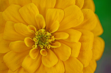 Fototapeta premium macro of a beautiful yellow Zinnia flower