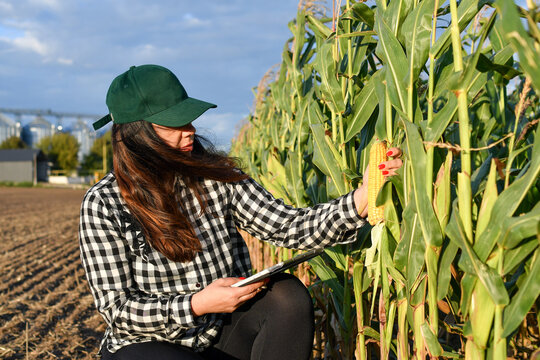 Agronomist woman expert inspecting corn crops in field while holding tablet computer.