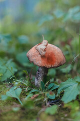 Mushroom with fallen leaf on mossy forest floor  © Oxana