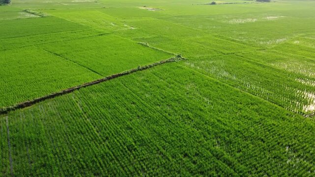 Vast Green Indian Paddy Fields in East India. Aerial View of Fertile Indian Farmland Showing Structured Green Paddy Crop Rows. Green Rice Fields in Rural Countryside.