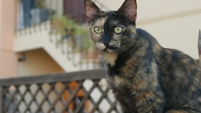 Close-up of a tortoiseshell cat looking at the camera on a balcony railing, Cote d'Azur, France