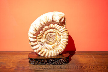 A well-preserved spiral ammonite fossil rests on a beautifully carved dark wooden display base. It is strongly lit against a vibrant, solid orange background, highlighting its ancient textured shell. © Sergej