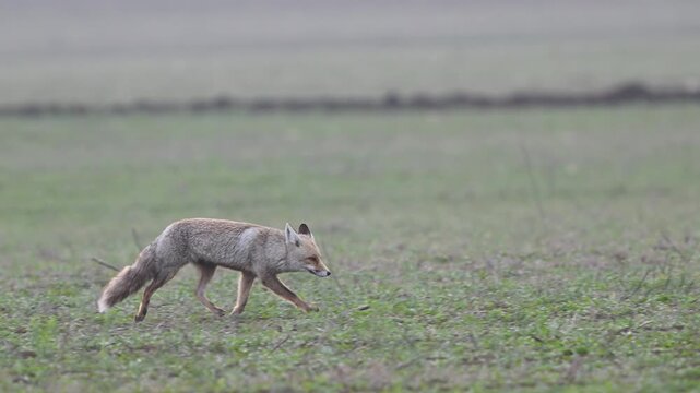Red fox Vulpes vulpes moves gracefully across a field. Slow motion. Close-up.