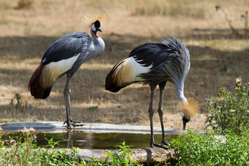 Fototapeta premium Cranes standing near a water source at Thoiry Safari in Yvelines, Ile-de-France, France during the day