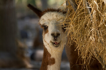 Fototapeta premium Llama eating hay at Thoiry Safari in Yvelines, Ile-de-France, France during the day