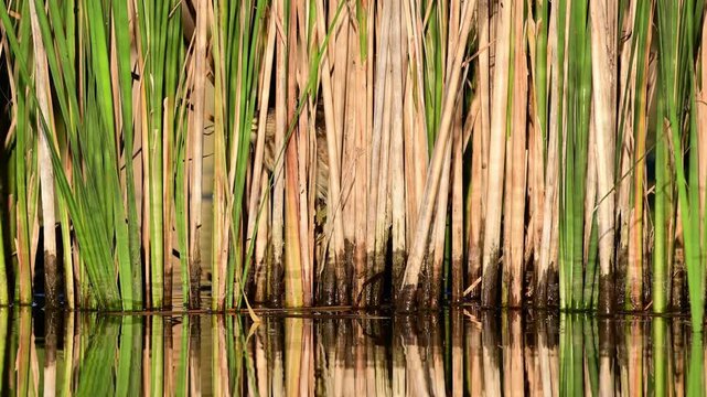 Little Bittern (Ixobrychus minutus) hiding motionless among reeds on a lake in the wild, quietly observing its surroundings. Slow motion wildlife footage capturing the secretive behavior and natural c