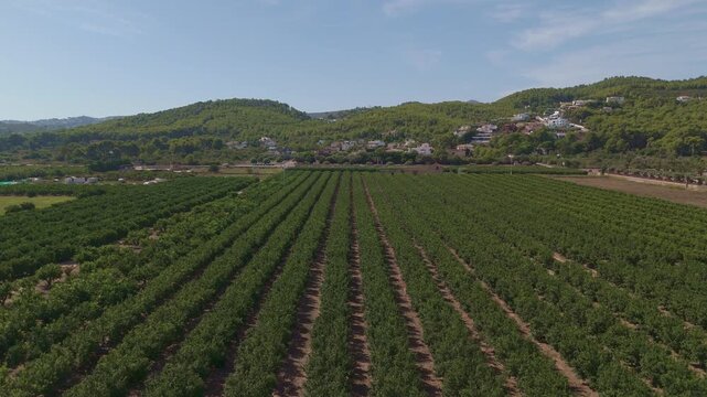 Drone flying above orange tree plantation in javea