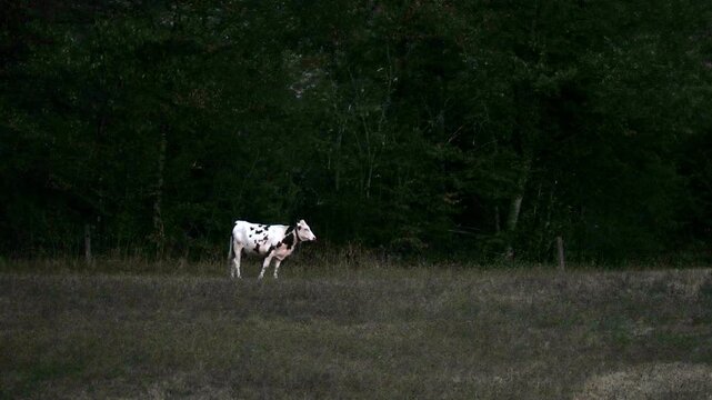 Vaches montb&eacute;liardes (Bos taurus) p&acirc;turant dans une prairie s&egrave;che &agrave; Uxelles dans le Jura