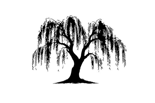 Black silhouette of a weeping willow tree isolated on white background, Vector