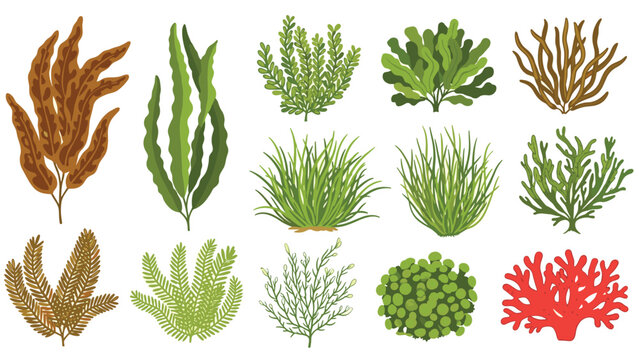 Botanical illustration of marine plants featuring various types of underwater seaweed, algae, and red coral.