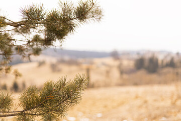 Pine needles and branches in foreground of winter field © Sabineyro