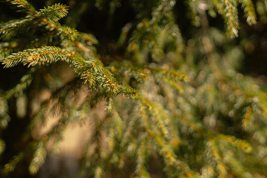 Spruce tree branch with new growth and needles in sunlight