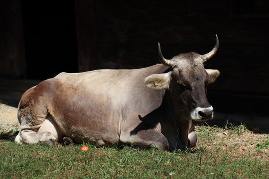 Brown horned cow resting comfortably on green grass in the sunlight