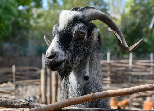 Close-up of a black and white horned goat behind a wooden fence on a farm.