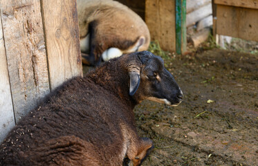 Obraz premium A dark sheep lies on the floor in a wooden enclosure on a farm.