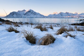 Obraz premium Coastal meadow with snow in Lofoten during winter