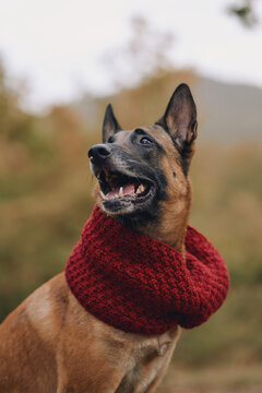 Belgian Malinois looks upward while wearing a thick knitted scarf outdoors. Open mouth and attentive expression highlight a cheerful fall pet portrait.