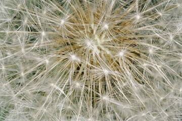 dandelion clock © brian