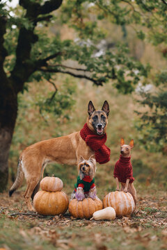 Three dogs stand around a pumpkin harvest arrangement beneath woodland trees. Autumn colors and cozy accessories create a festive seasonal pet scene.