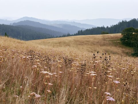 German foothill meadow with wildflowers and distant mountains