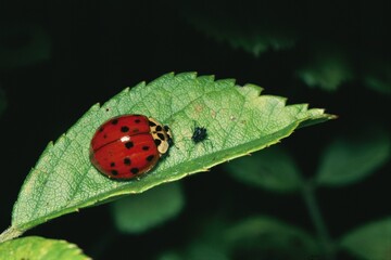 A Ladybug Beetle rests on a leaf. © brian