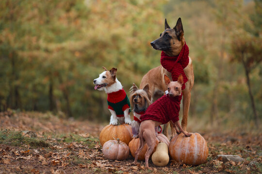 Four dog breeds pose together with pumpkins in an autumn forest for Halloween. Belgian Malinois, Jack Russell Terrier, Yorkshire Terrier and American Hairless Terrier in a seasonal woodland setting.