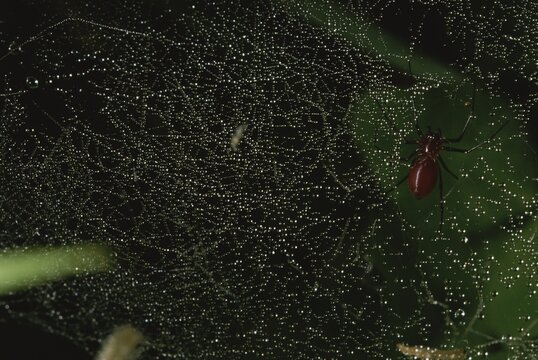 A red spider lies in wait for a meal on his dew-covered web.