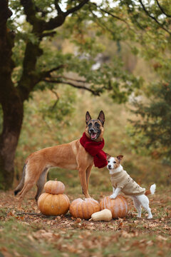 Belgian Malinois stands beside a Jack Russell Terrier among autumn harvest gourds. Different canine sizes and rustic woodland scenery create a playful seasonal portrait.