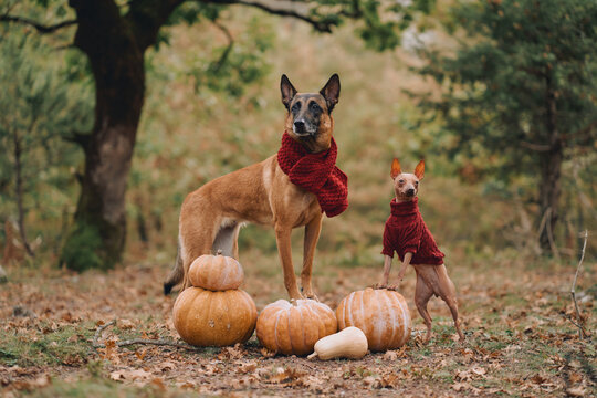 Belgian Malinois and Jack Russell Terrier wear matching warm red clothes outdoors. Autumn woodland and harvest gourds create a cozy seasonal friendship concept.