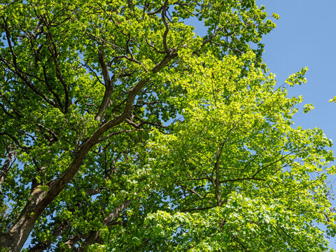 Sycamore tree canopy with fresh green spring foliage