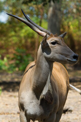 Eland antelope stands in Thoiry Safari in Yvelines, Ile-de-France region of France during day © Francisco Javier Gil