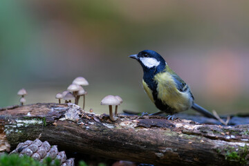 Great tit (Parus major) sitting in the winter in the forest in  the Netherlands © henk bogaard