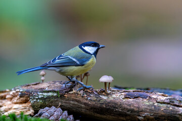 Great tit (Parus major) sitting in the winter in the forest in  the Netherlands © henk bogaard