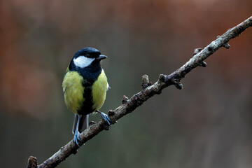 Great tit (Parus major) sitting in the winter in the forest in  the Netherlands © henk bogaard