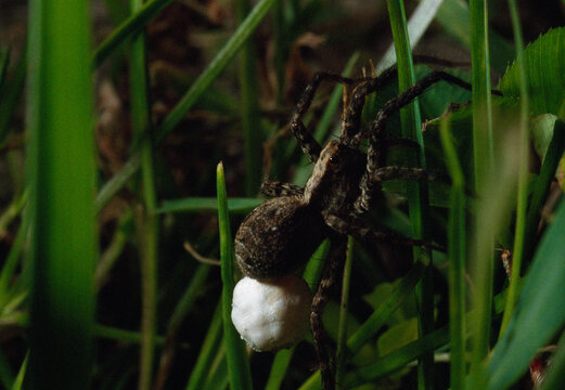 Wolf spider mom