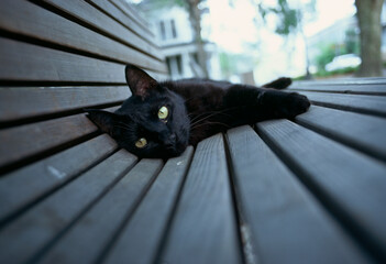 Relaxing black cat © brian