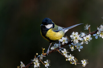 Great tit (Parus major) sitting in the winter in the forest in  the Netherlands © henk bogaard