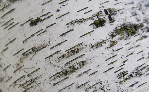 Birch bark