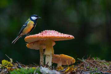 Great tit (Parus major) sitting in the winter in the forest in  the Netherlands © henk bogaard