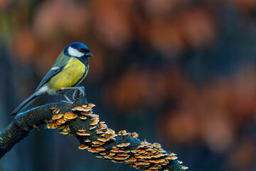 Great tit (Parus major) sitting in the winter in the forest in  the Netherlands © henk bogaard