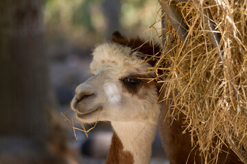 Explore Thoiry Safari in Yvelines, Ile-de-France, France during the day with unique animal sights © Francisco Javier Gil
