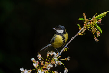 Great tit (Parus major) sitting in the winter in the forest in  the Netherlands © henk bogaard